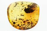 Detailed Fossil Predatory Snipe Fly (Symphoromyia) In Baltic Amber #310970-1